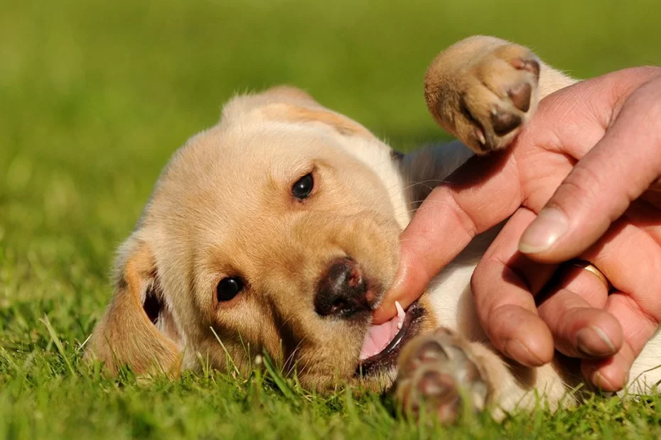 Dente de Cachorro Filhote Caindo - o que pode ser?