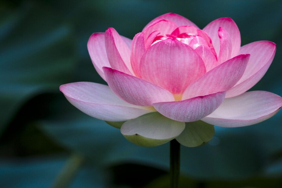 Lótus: Como Cultivar, Cuidar e Entender o Significado dessa Flor