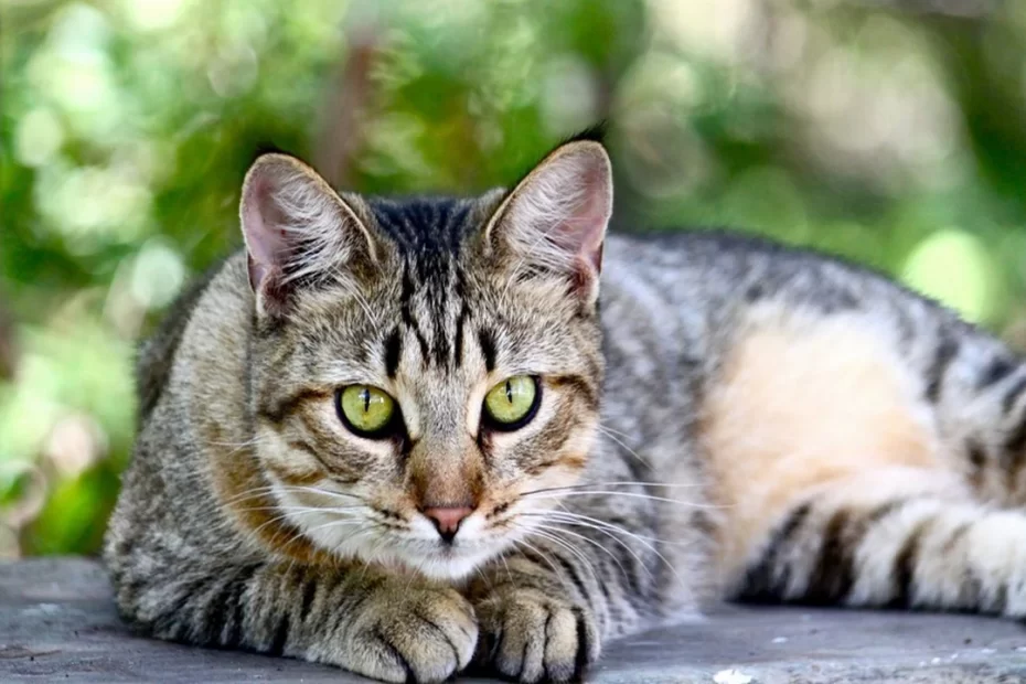 Diferenças de Vida entre Gatos Castrados e Não Castrados