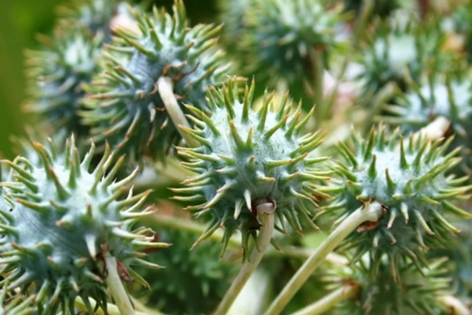 5 Plantas Venenosas do Brasil e os Cuidados para Evitar Riscos