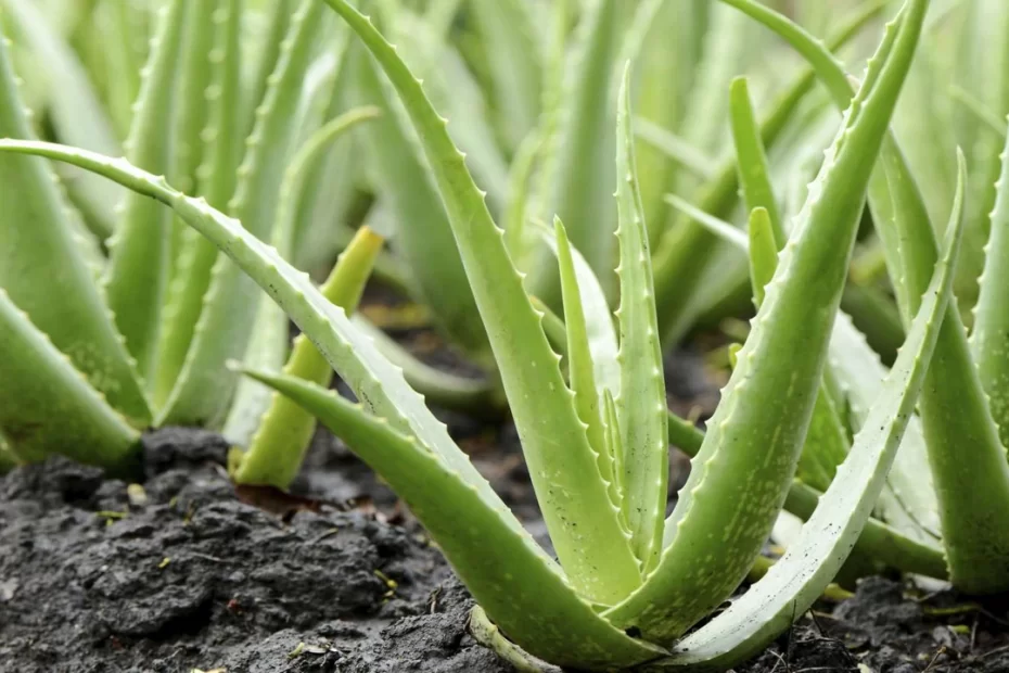 Saiba os Benefícios da Babosa e como Cultivá-la com Sucesso