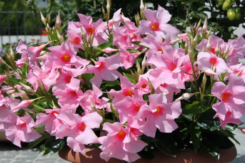 Mandevilla: Saiba como Cultivar e Cuidar desta Planta