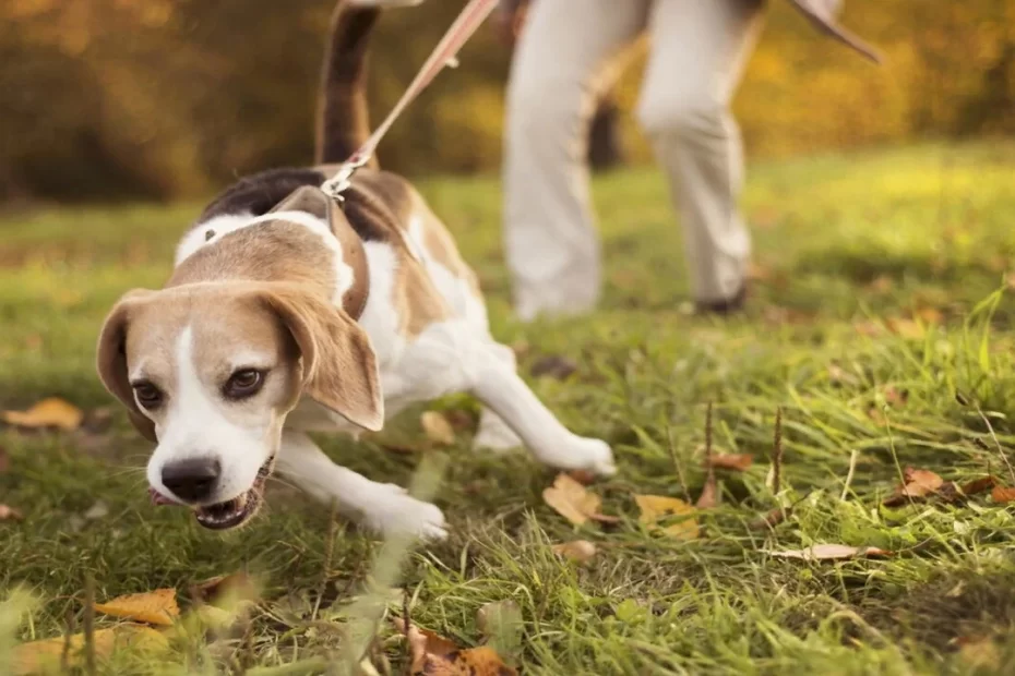 Técnicas incríveis de Treinamento de Comportamento para Pets